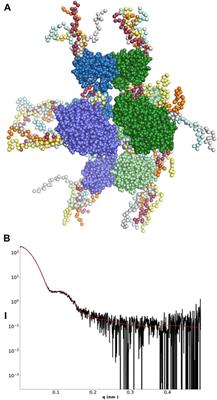 Solution Structure of the dATP-Inactivated Class I Ribonucleotide Reductase From Leeuwenhoekiella blandensis by SAXS and Cryo-Electron Microscopy